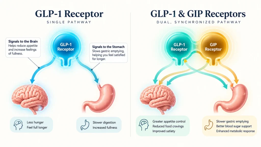 Diagram comparing how semaglutide glp-1 receptor and tirzepatide dual gip glp-1 receptors regulate appetite
